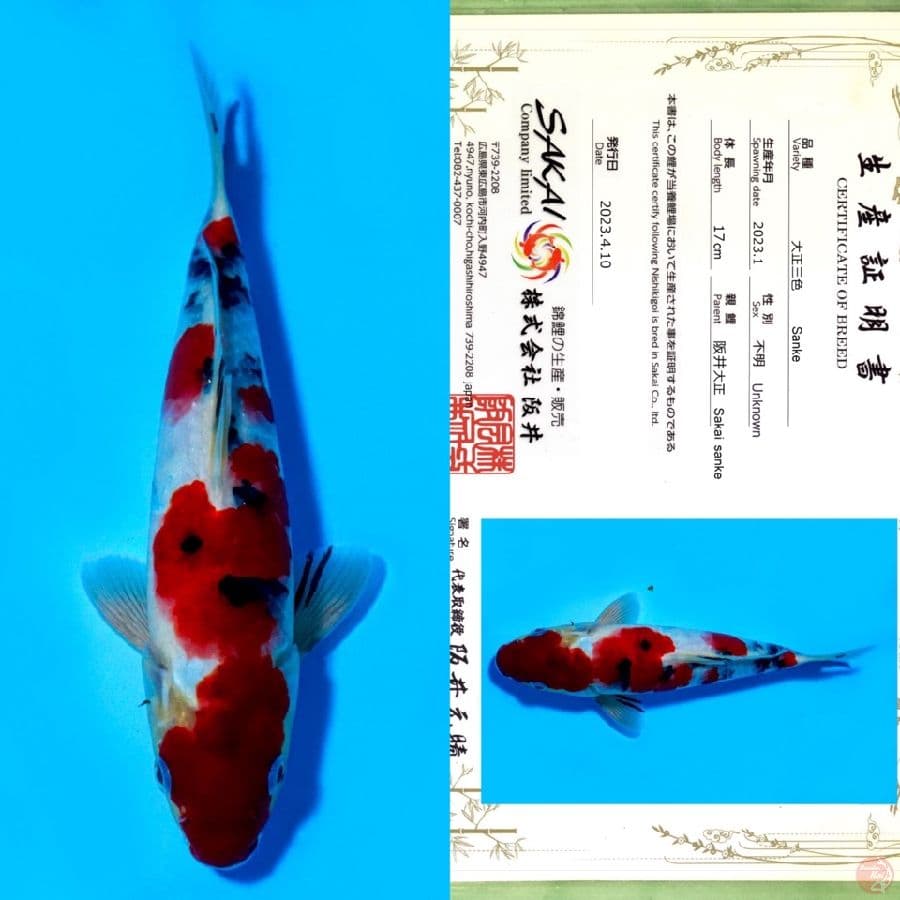 SAKAI SANKE RED STRONG HQ 27CM