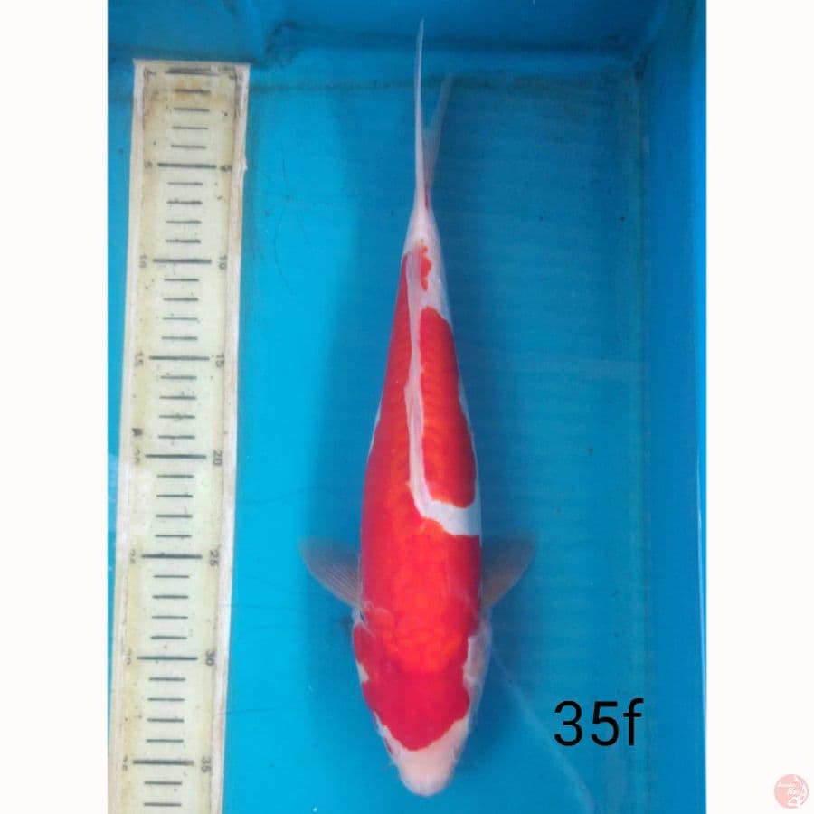 KOHAKU DOIT, 35cm female