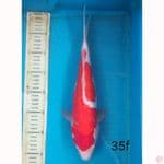 KOHAKU DOIT, 35cm female