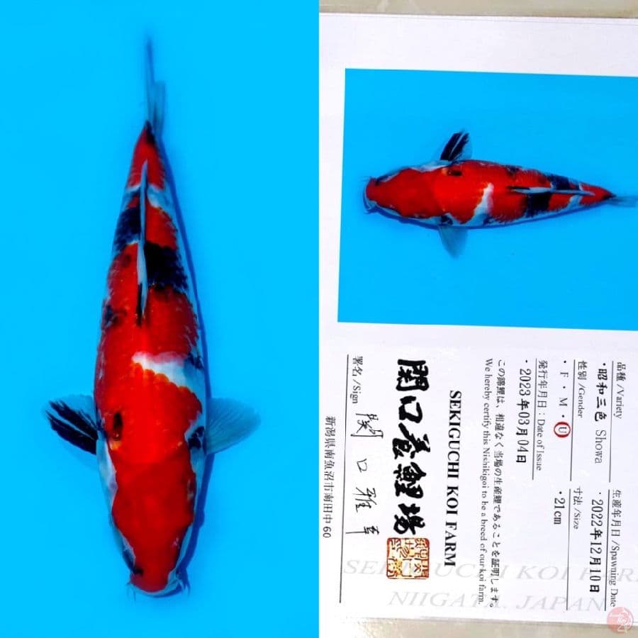 SEKIGUCHI SANDAN SHOWA SANSHOKU HQ 35CM