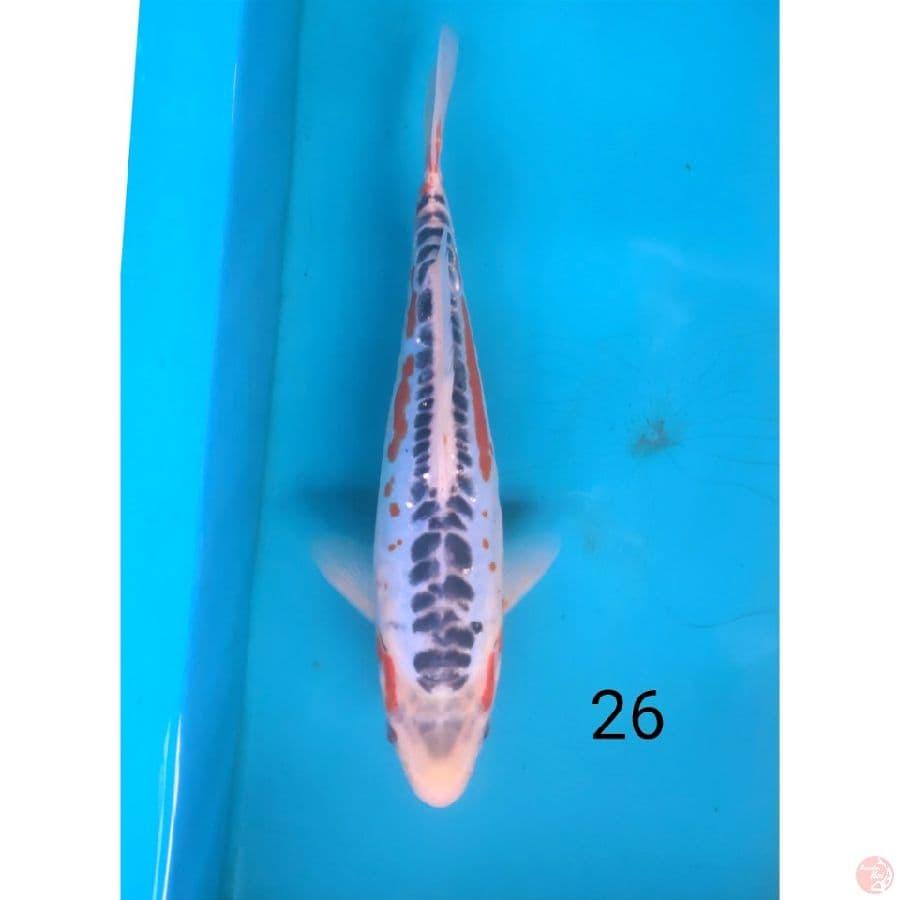Shusui, 26cm