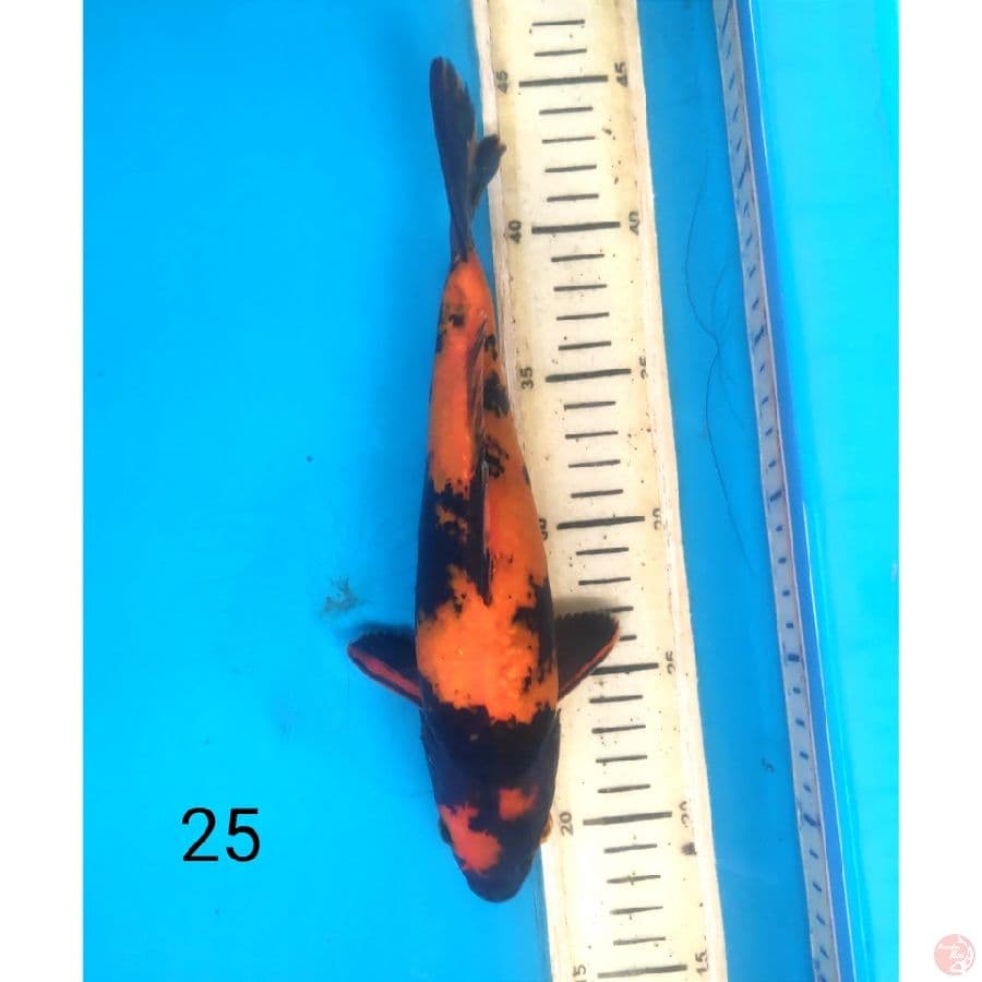 Hi utsuri, 25cm