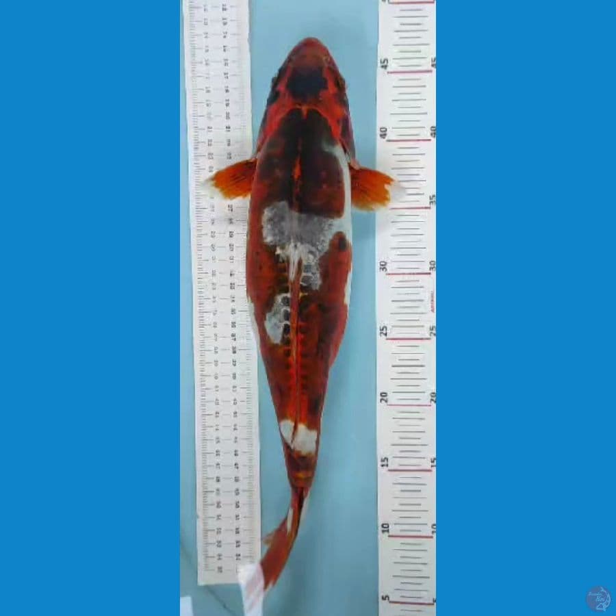kiko 40cm