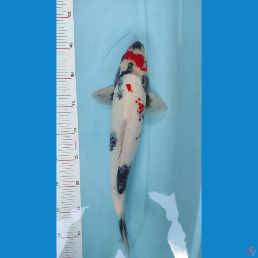 showa 37cm