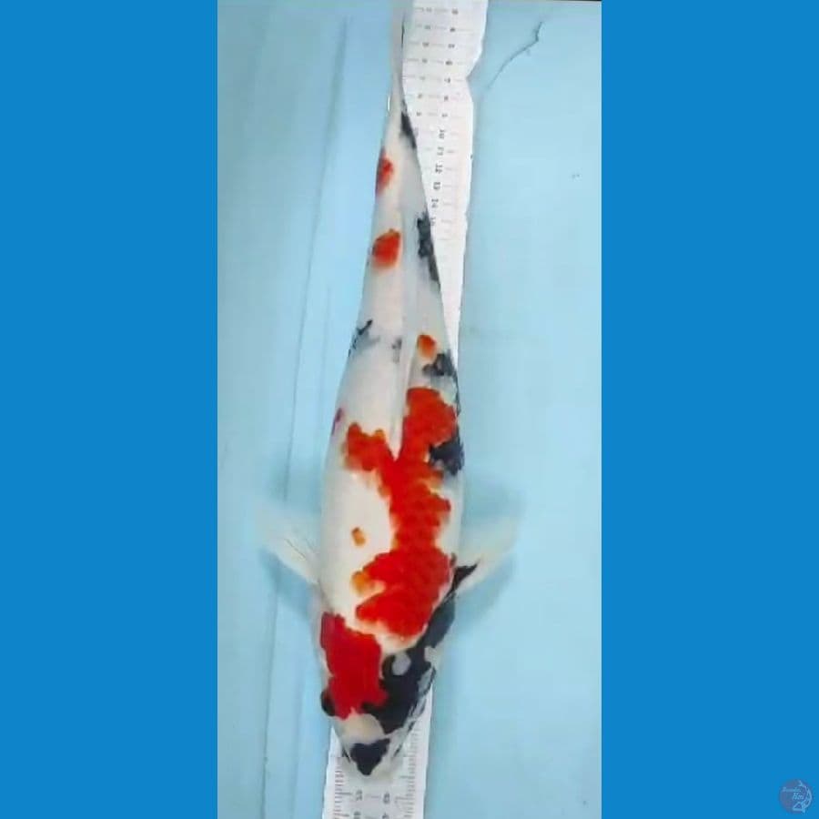 showa 37cm