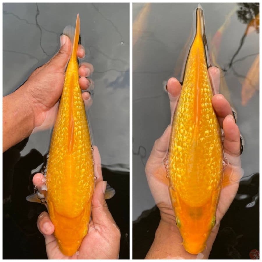 Karasi 24 28cm