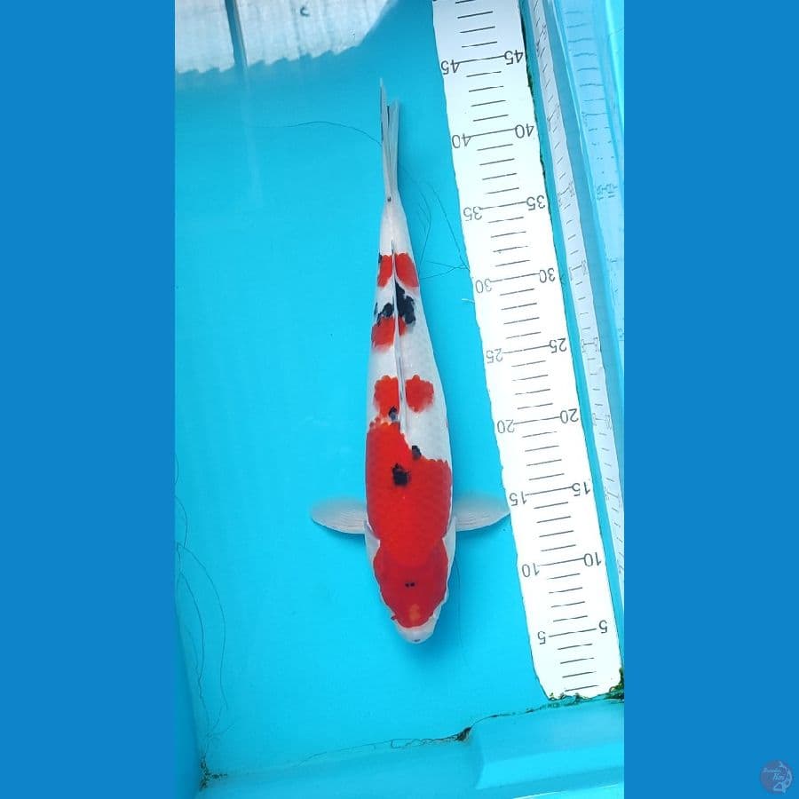 Sanke Male size 36 cm