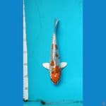 Kujaku Male size 26 cm