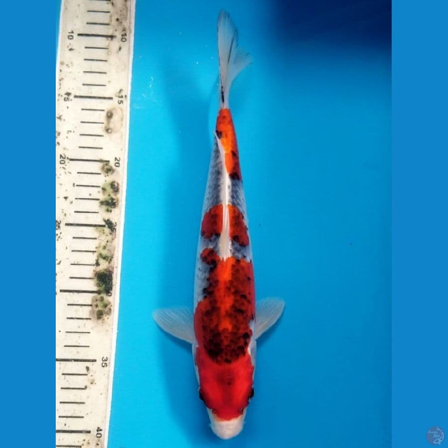 GOSHIKI 30 CM MALE