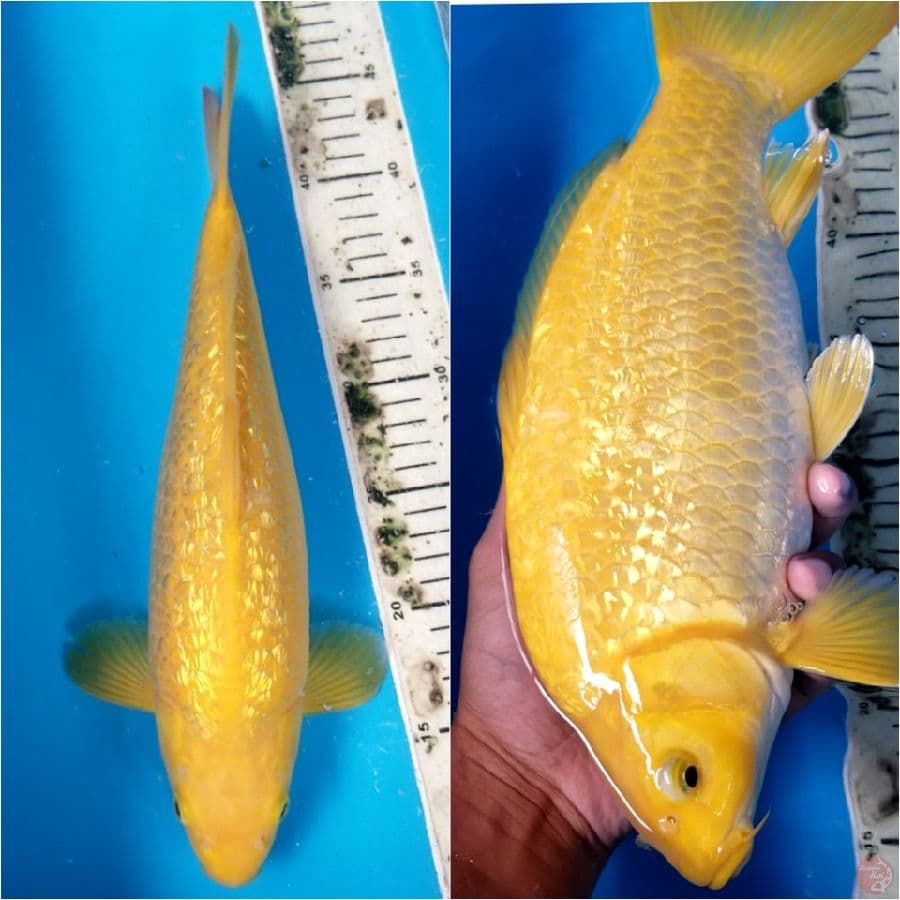 KARASHI GINRIN 35 CM MALE