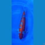 SQ ochiba 50 cm male
