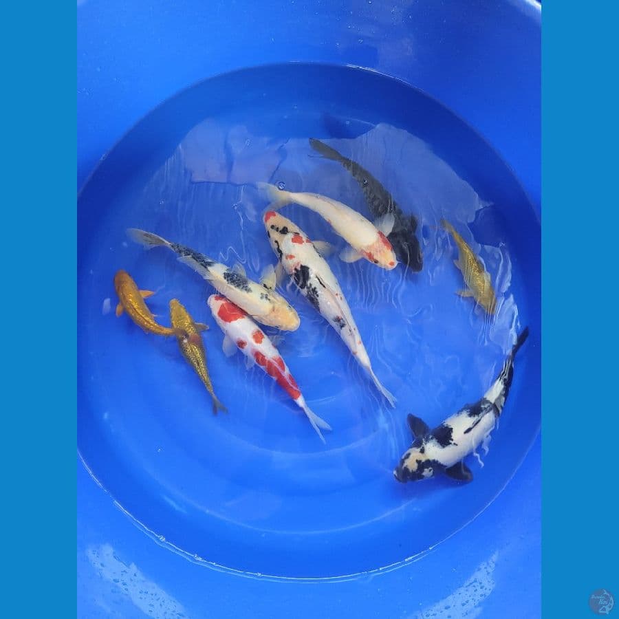 Mix 6 ekor 30 - 40cm bonus midori 3 ekor 20 cm