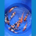 Showa 35 - 40 cm 11 ekor