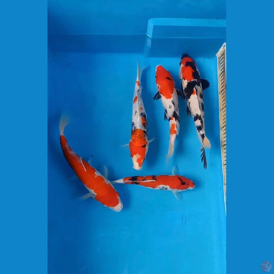 paket 5 ekor 26-34cm 