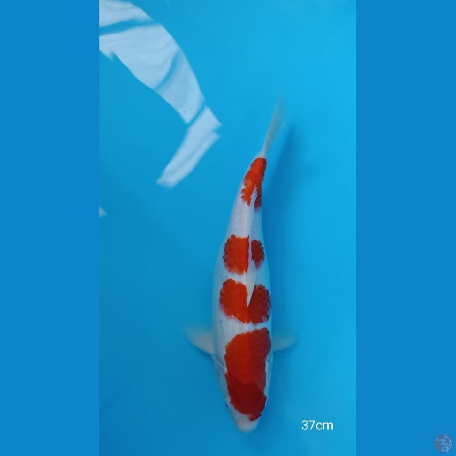 37CM KOHAKU