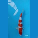 37CM KOHAKU