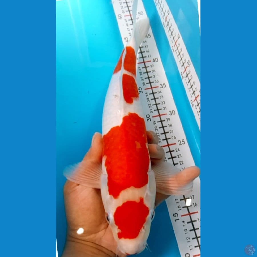 maruten kohaku 40cm