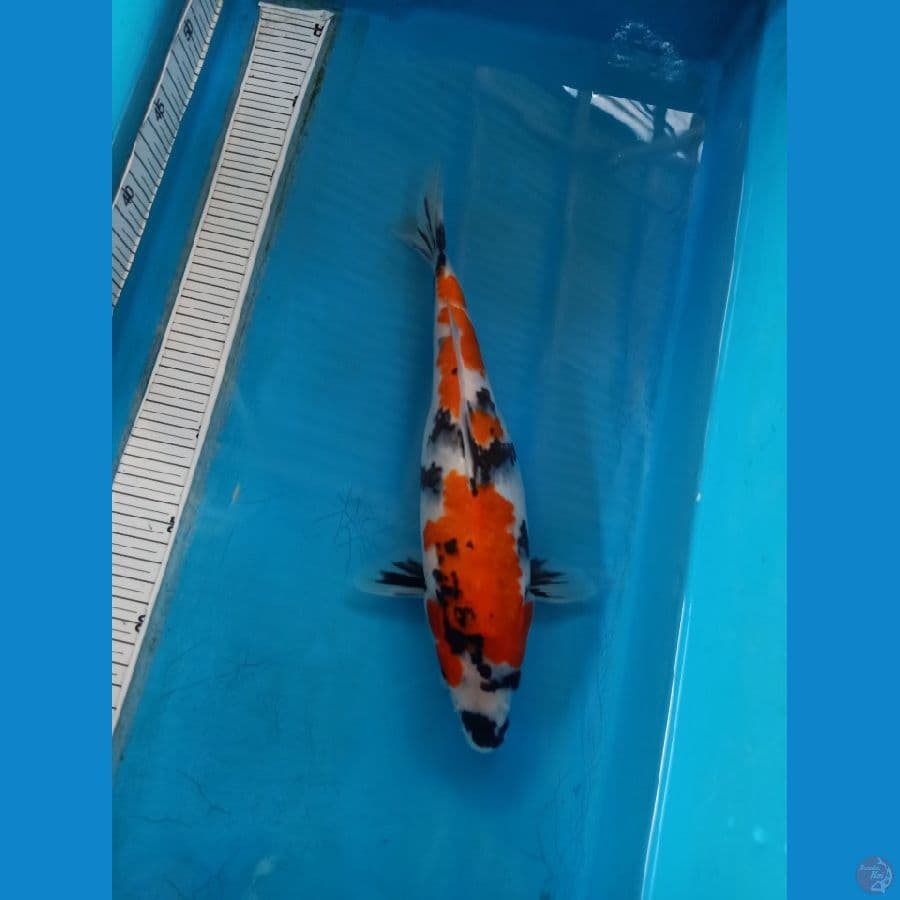 showa sansoku