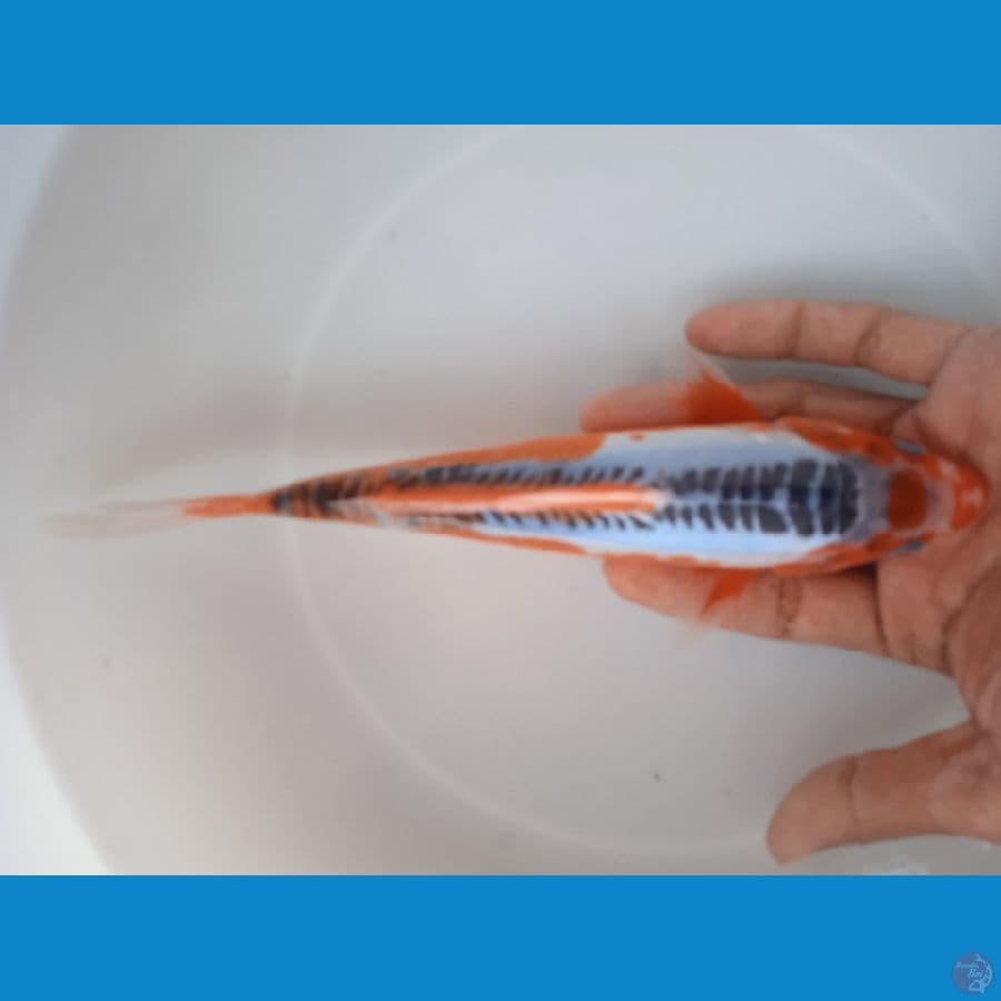 shusui tanco original 21cm