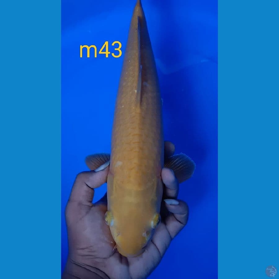 karamelll
