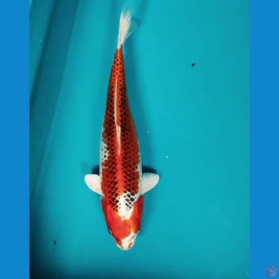 KUJAKU 30CM FM