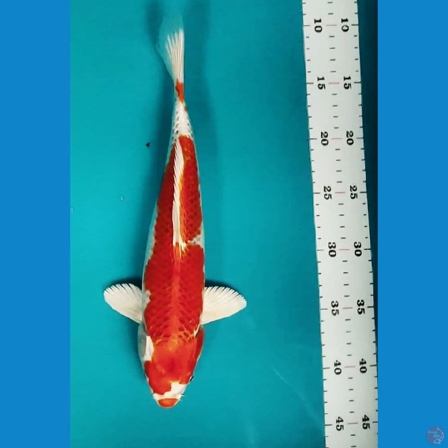KUJAKU 31CM MALE