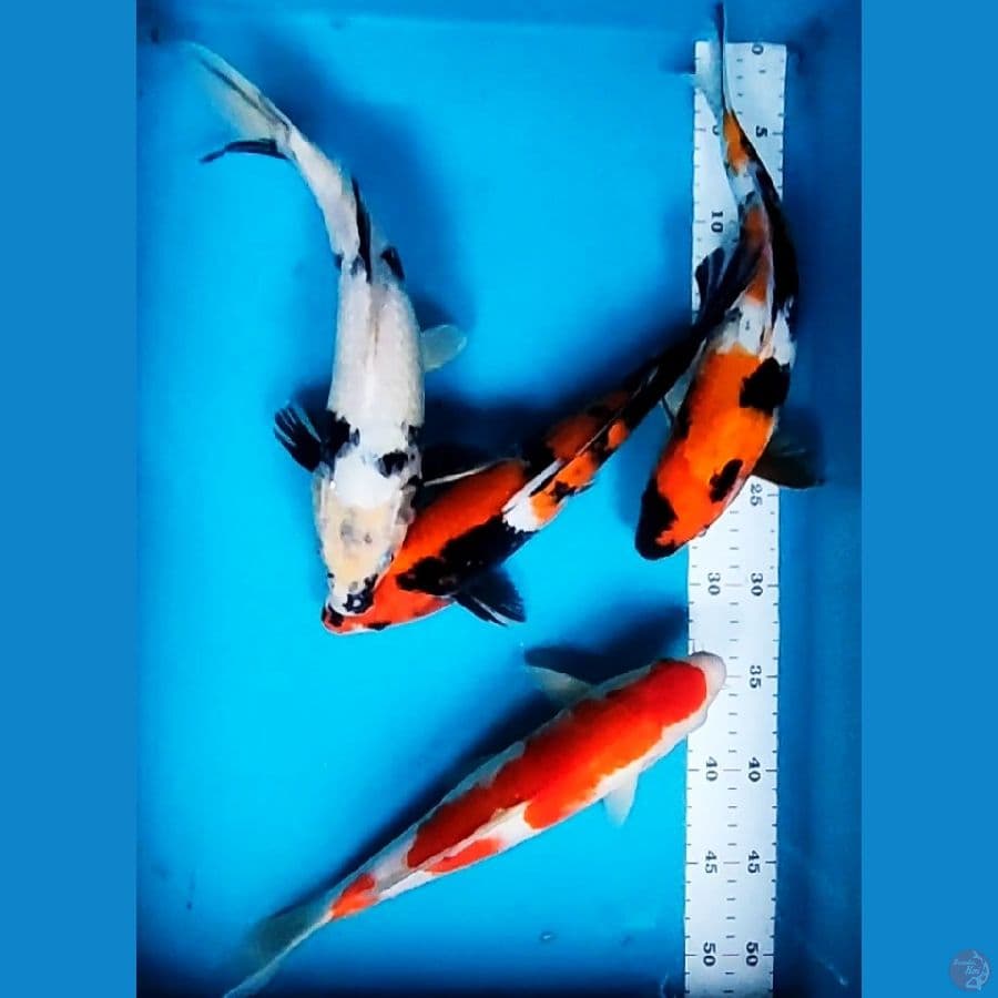 MiX 30-31CM 4 EKOR