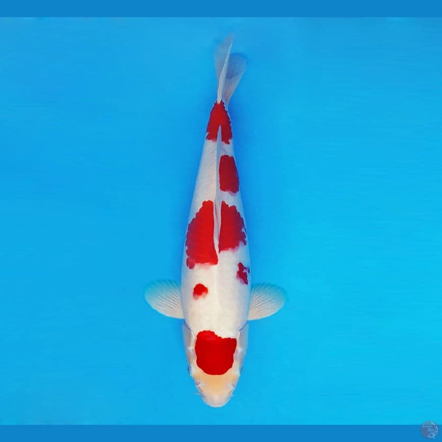 SAITAMA ARENA 5 ~ Kohaku 38 cm/fm ™