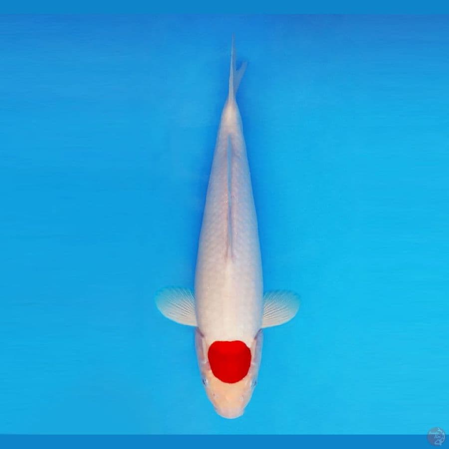 SAITAMA ARENA 7 ~ Tancho 32 cm/male ™