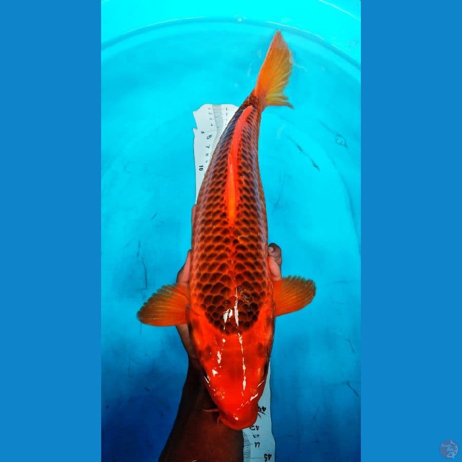 akamatsuba 43 cm