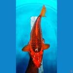 akamatsuba 43 cm 
