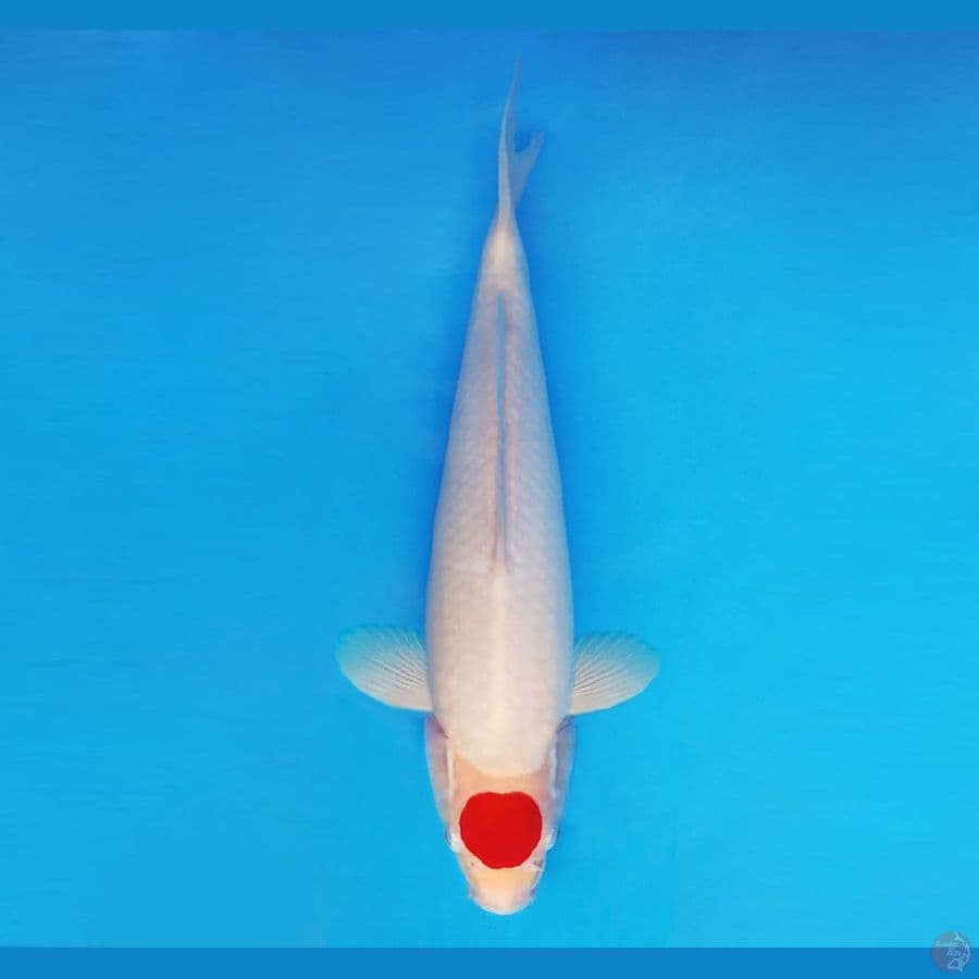 SAITAMA ARENA 16 ~ Tancho 32 cm/male ™