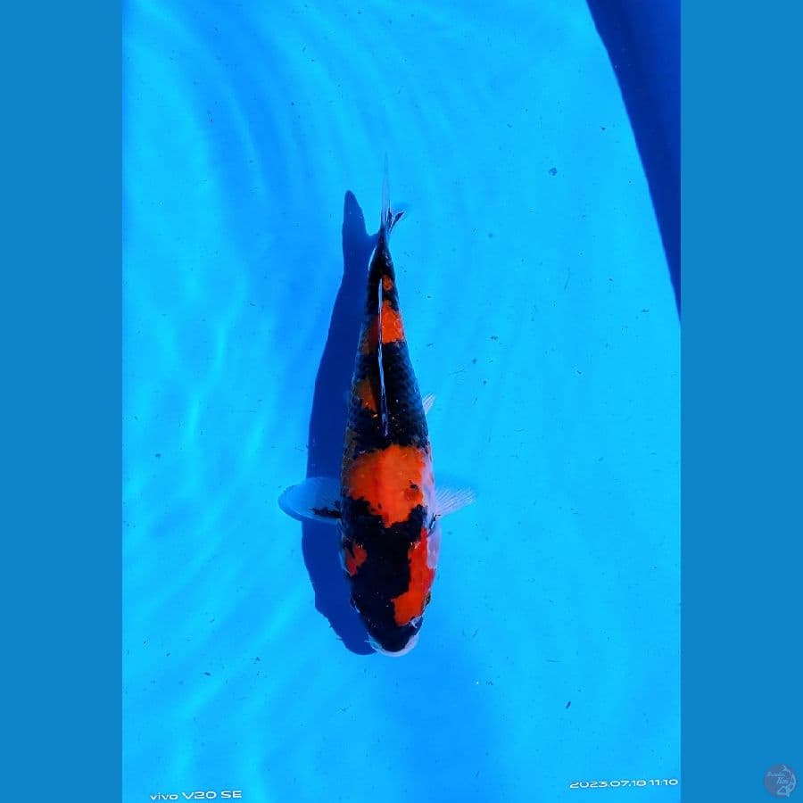 KOI LOKAL SIDOARJO * SHOWA 28 CM