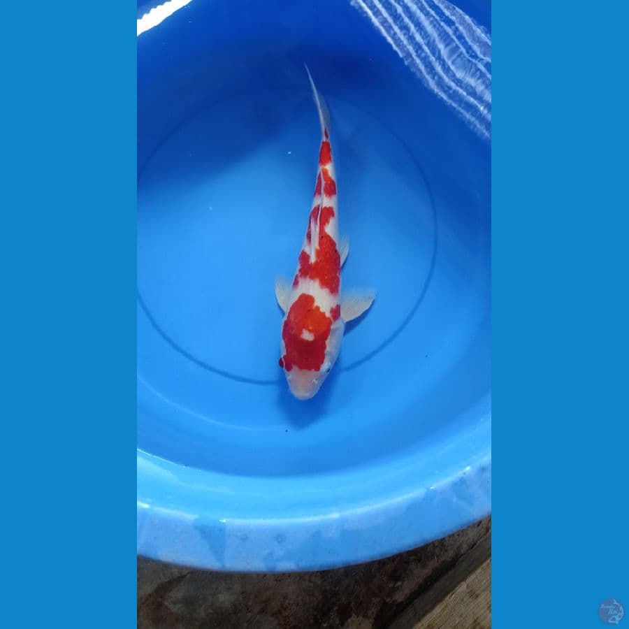 Kohaku 41cm