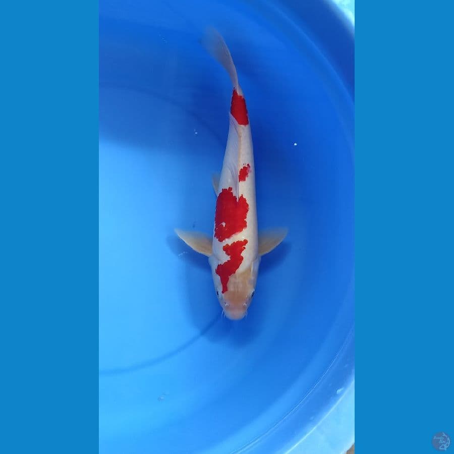 Kohaku 40cm