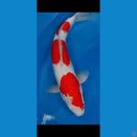 KOHAKU 3 STEP