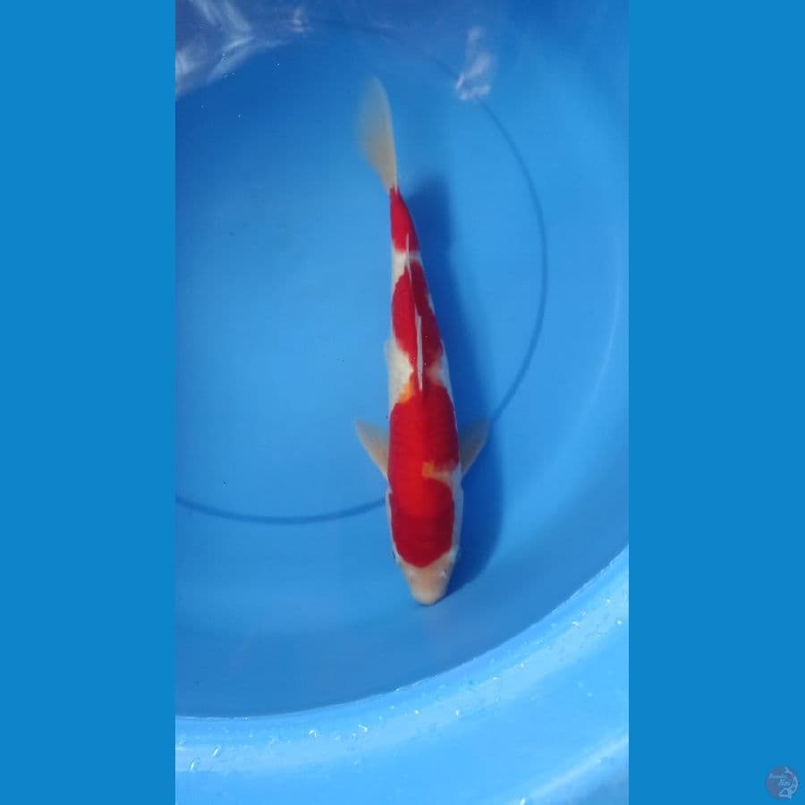 Kohaku 37cm