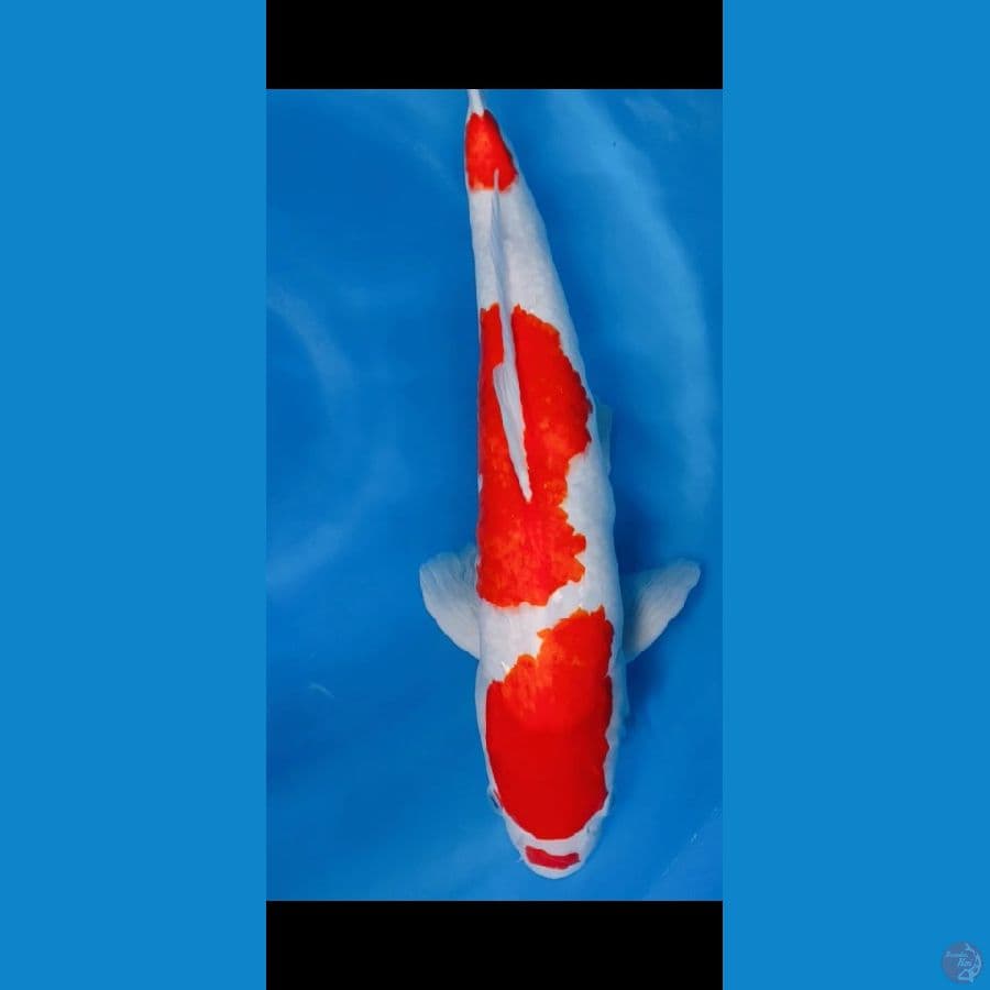 KOHAKU KUCIBENI