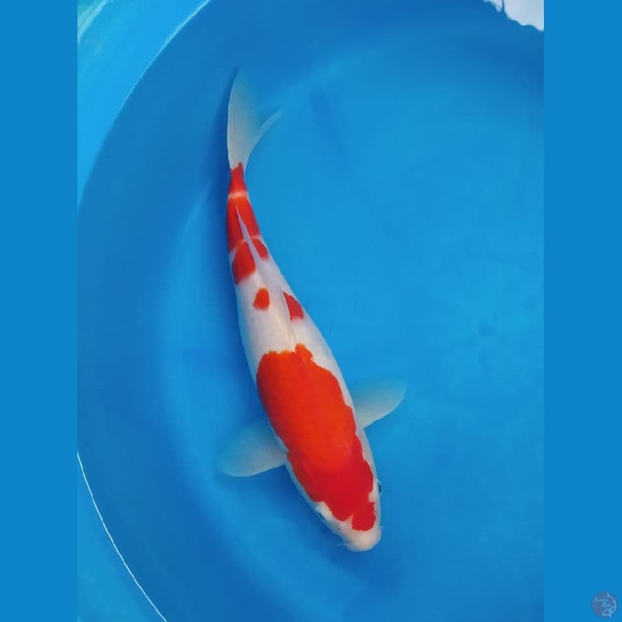 F2 Kohaku | 35 cm Female