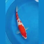 F2 Kohaku | 35 cm Female