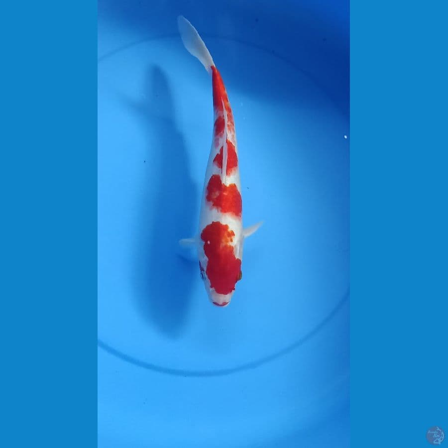 Kohaku 32cm