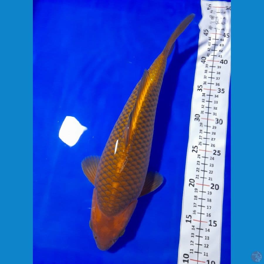 33cm Chagoi Quality