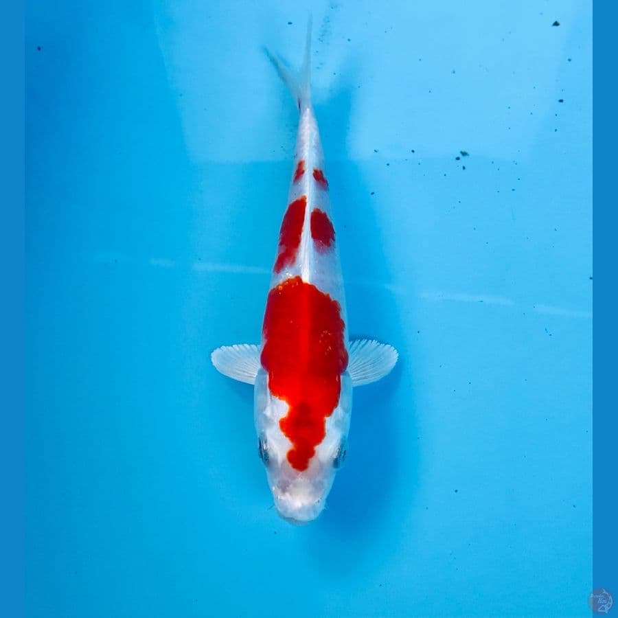 sakura ogon 17cm