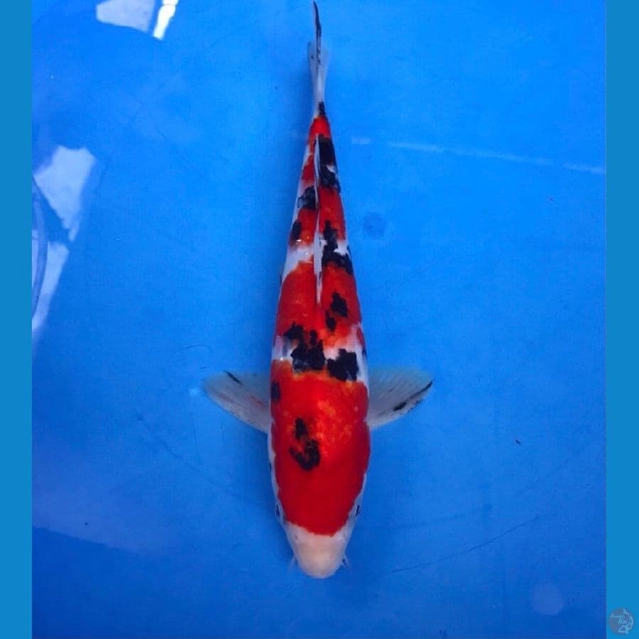 sanke 26cm