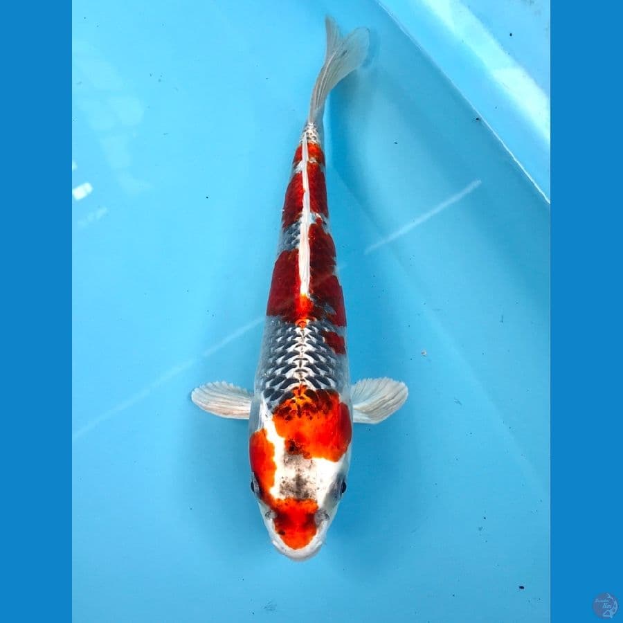 kujaku 29cm