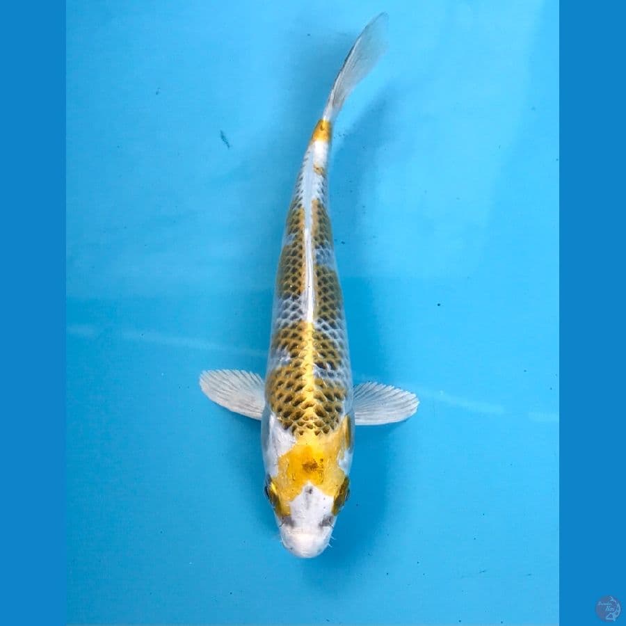 kujaku 17cm