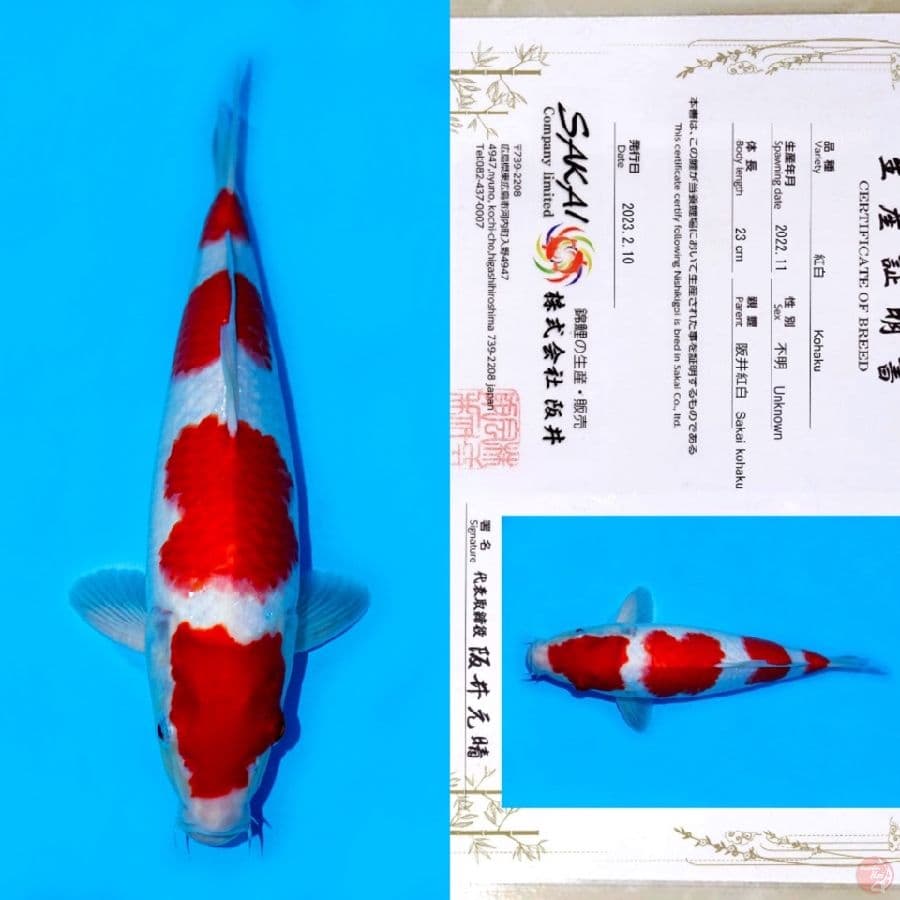 SAKAI YONDAN KOHAKU SQ 35CM