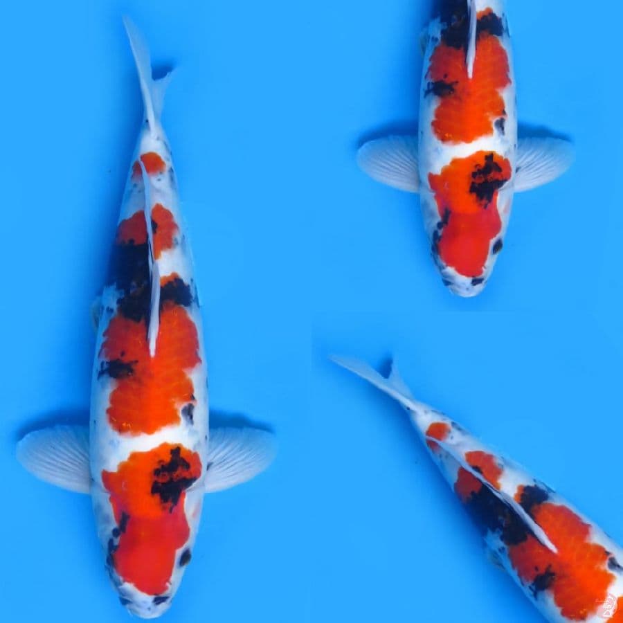 Male showa 50cm 