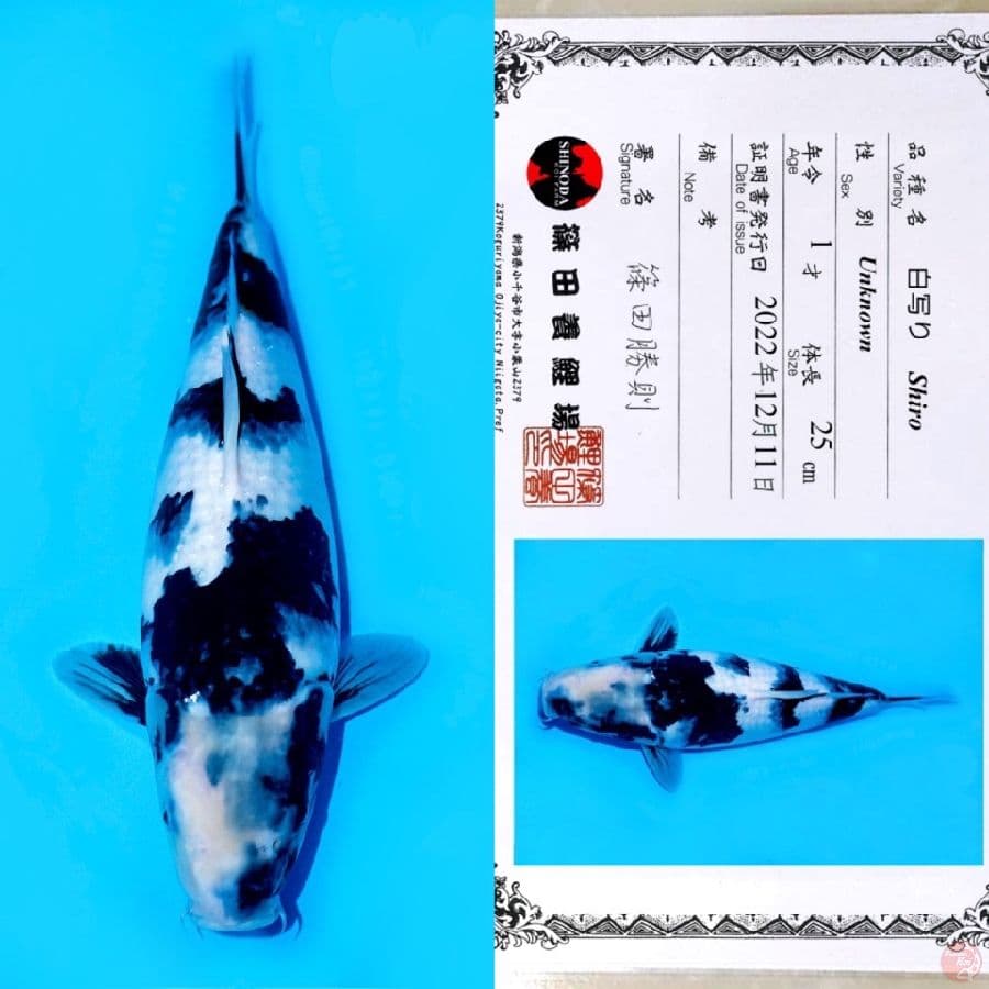 SHINODA SHIRO UTSURI HQ 35CM