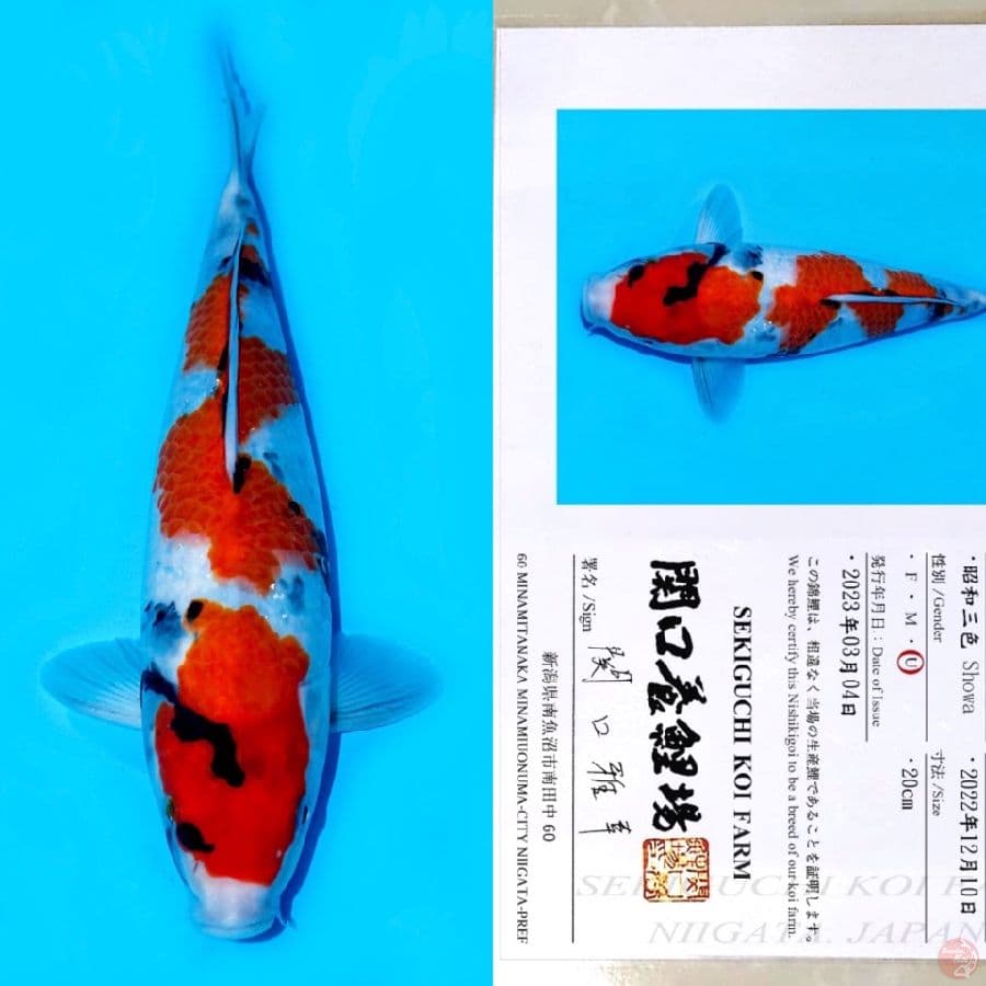 SEKIGUCHI NIDAN SHOWA HQ 35CM